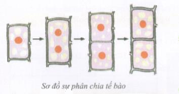 Bài 2 trang 50 Tài liệu dạy – học toán 6 tập 1 1