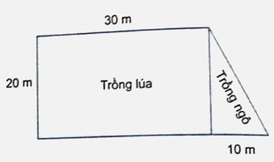 Bài 26: Hình thang. Diện tích hình thang (tiết 3) trang 93 vở bài tập Toán 5 - Kết nối tri thức 2 1