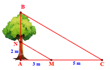 Đề thi giữa kì 2 Toán 8 Chân trời sáng tạo - Đề số 9 0 8