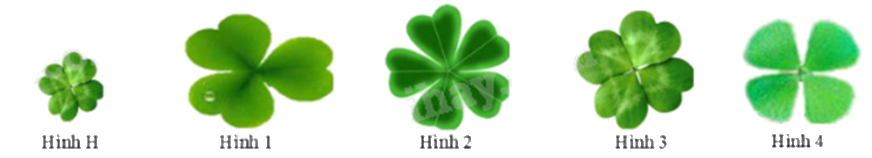 Đề thi giữa kì 2 Toán 8 Kết nối tri thức - Đề số 9 1 4