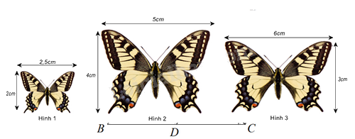 Đề thi học kì 2 Toán 8 - Đề số 1 - Chân trời sáng tạo 0 4