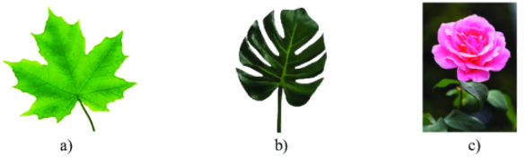 Giải bài 1 trang 61 SGK Toán 6 Chân trời sáng tạo Tập 2 1