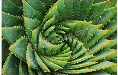 Giải bài 1 trang 93 SGK Toán 8 – Cánh diều 4