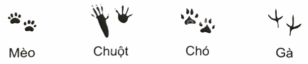 Giải bài 27: Hai đường thẳng vuông góc (tiết 2) trang 95 vở bài tập Toán 4 - Kết nối tri thức với cuộc sống 3 1