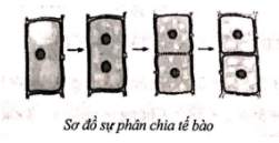 Giải Bài 40 trang 17 sách bài tập Toán 6 - Cánh diều 1