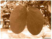 Giải bài 5 trang 77 sách bài tập Toán 6 - Chân trời sáng tạo Tập 2 2