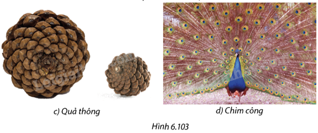 Giải bài 6.35 trang 71 SGK Toán 8 - Cùng khám phá 3