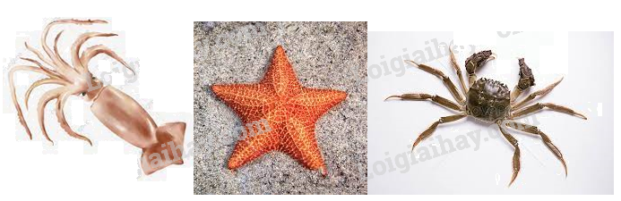 Giải bài 6 trang 79 sách bài tập Toán 6 - Chân trời sáng tạo Tập 2 3