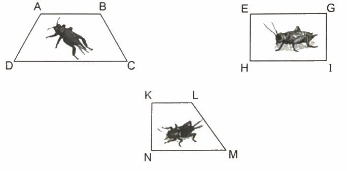 Giải bài 8: Góc nhọn, góc tù, góc bẹt (tiết 2) trang 29 vở bài tập Toán 4 - Kết nối tri thức với cuộc sống 6