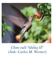 Giải bài 8 trang 43 SGK Toán 6 Cánh diều 1