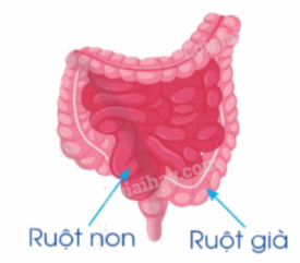 Giải bài 83: Ôn tập về phân số và các phép tính với phân số trang 97, 98, 99 vở bài tập Toán 5 - Cánh diều 11