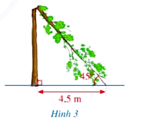 Giải bài tập 8 trang 54 SGK Toán 9 tập 1 - Cánh diều 1
