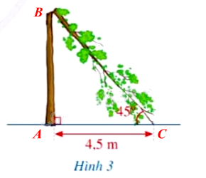Giải bài tập 8 trang 54 SGK Toán 9 tập 1 - Cánh diều 3
