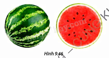 Giải bài tập 9.11 trang 83 SGK Toán 9 tập 2 - Cùng khám phá 1