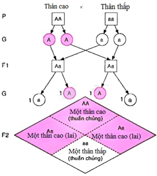 Giải câu hỏi trang 125, 126 SGK Toán 9 tập 2 - Kết nối tri thức 1 1