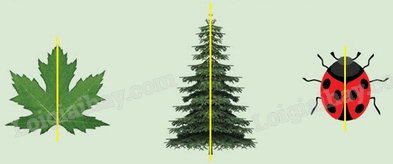 Giải khởi động trang 14 Chuyên đề học tập Toán 11 - Chân trời sáng tạo 1