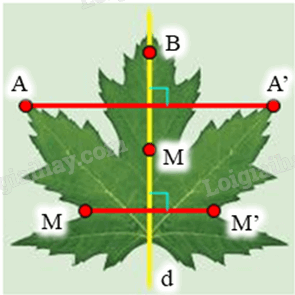 Giải khởi động trang 14 Chuyên đề học tập Toán 11 - Chân trời sáng tạo 3