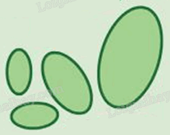 Giải khởi động trang 37 Chuyên đề học tập Toán 11 - Chân trời sáng tạo 5