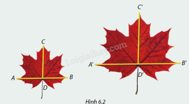 Giải mục 1 trang 37 SGK Toán 8 - Cùng khám phá 0 1