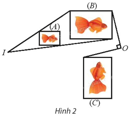 Giải mục 1 trang 38, 39 Chuyên đề học tập Toán 11 - Chân trời sáng tạo 1