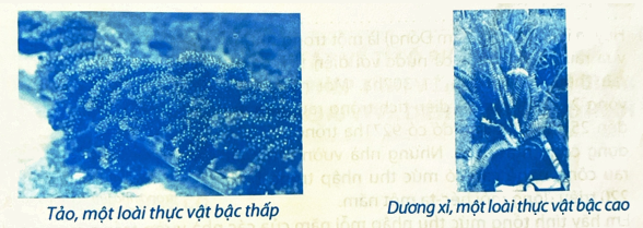 Giải phần C. Vận dụng, phát triển trang 49 Bài tập phát triển năng lực Toán 5 tập 2 1