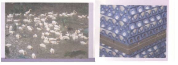 Hoạt động 10 trang 15 Tài liệu dạy – học toán 6 tập 2 1