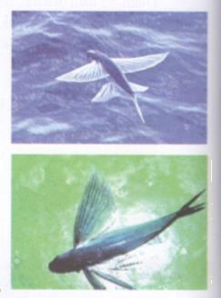 Hoạt động 6 trang 104 Tài liệu dạy – học toán 6 tập 1 1