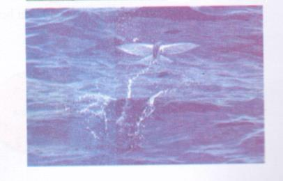 Hoạt động 6 trang 115 Tài liệu dạy – học toán 6 tập 1 2