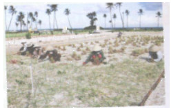 Hoạt động 6 trang 84 Tài liệu dạy – học Toán 7 tập 1 1