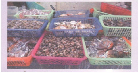 Hoạt động 7 trang 38 Tài liệu dạy – học toán 6 tập 2 1