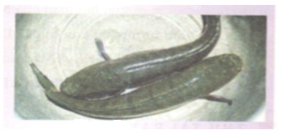 Hoạt động 8 trang 63 Tài liệu dạy – học toán 6 tập 2 1