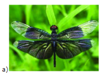 Lý thuyết Hình có trục đối xứng Toán 6 Chân trời sáng tạo 7