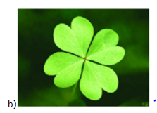 Lý thuyết Hình có trục đối xứng Toán 6 Chân trời sáng tạo 8