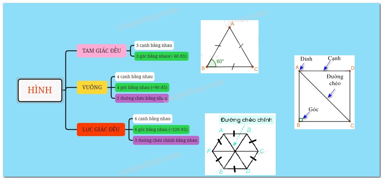 Lý thuyết Hình tam giác đều. Hình vuông, Hình lục giác đều Toán 6 KNTT với cuộc sống 12