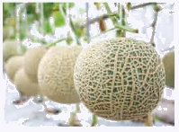 SGK Toán 4 trang 13 - Bài 3: Ôn tập phép nhân, phép chia - SGK Chân trời sáng tạo 4