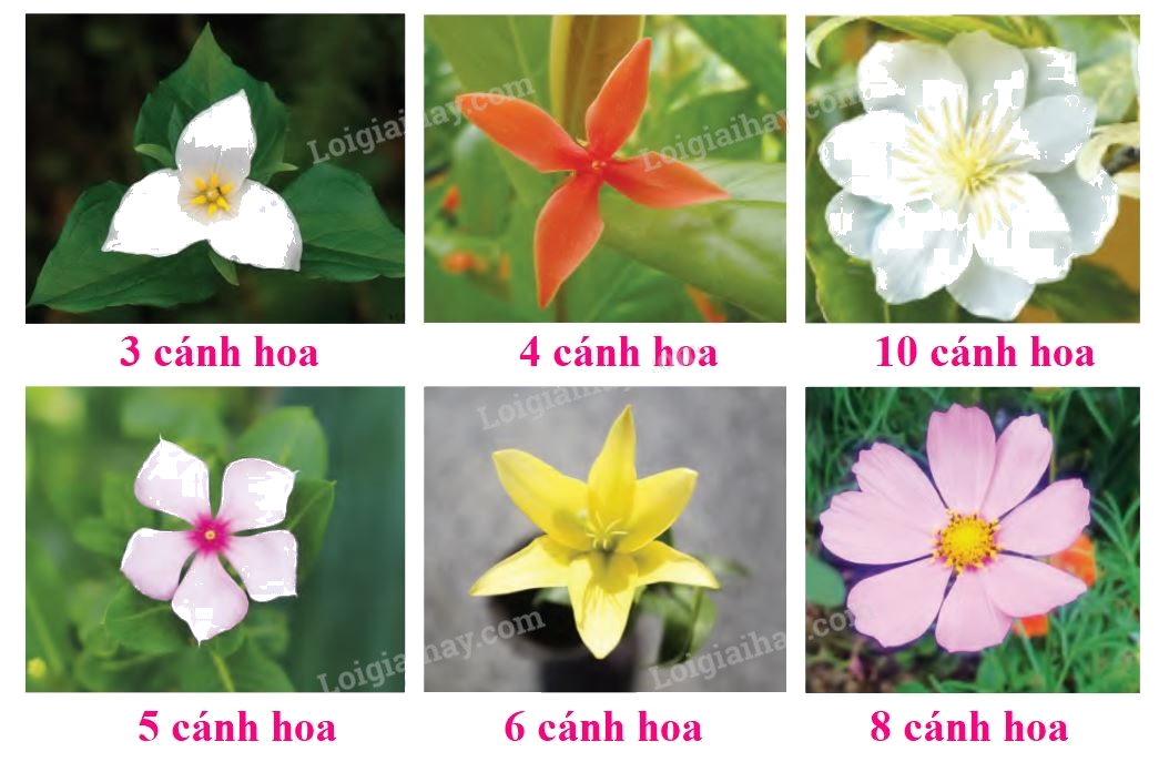 Toán lớp 1 trang 27 - Em ôn lại những gì đã học - SGK Cánh diều 5 2