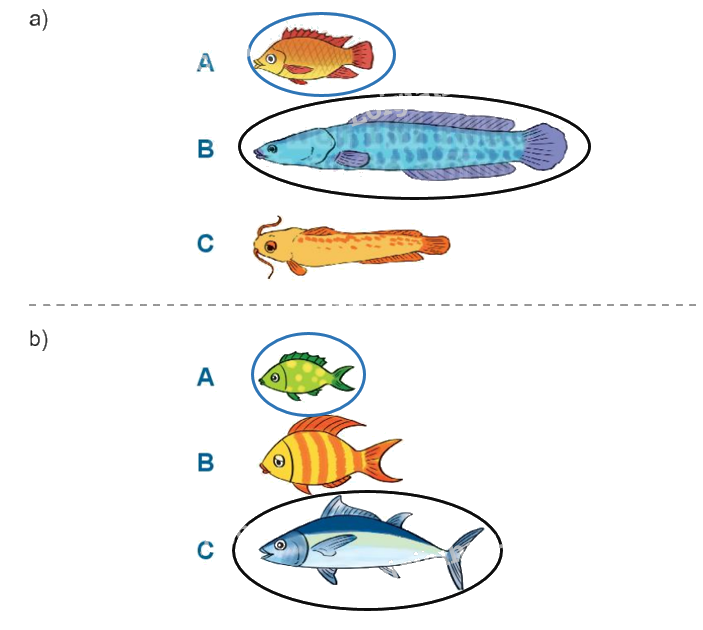 Toán lớp 1 trang 28 - Bài 25: Dài hơn, ngắn hơn - SGK Kết nối tri thức 6