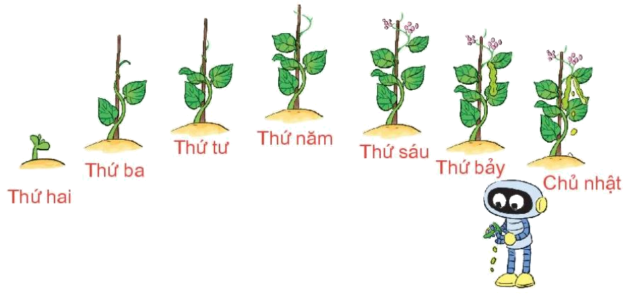 Toán lớp 1 trang 77 bài 35: Ngày trong tuần - SGK Kết nối tri thức 1