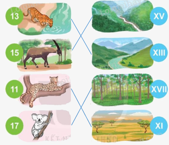 Toán lớp 3 trang 12 - Làm quen với chữ số La Mã - SGK Kết nối tri thức 3