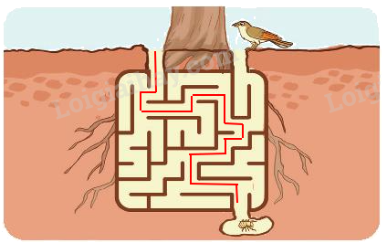 Toán lớp 3 trang 48 - Chia số có bốn chữ số cho số có một chữ số - SGK Kết nối tri thức 5 3