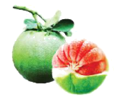 Toán lớp 3 trang 55 - Chia số có hai chữ số cho số có một chữ số - SGK Chân trời sáng tạo 6