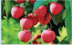 Toán lớp 3 trang 63 - Bảng chia 7 - SGK Chân trời sáng tạo 4