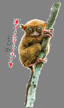 Toán lớp 3 trang 67 - Bảng nhân 9 - SGK Chân trời sáng tạo 3 1