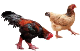 Toán lớp 3 trang 68 - Bảng chia 9 - SGK Chân trời sáng tạo 5