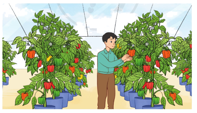 Toán lớp 3 trang 69 - Luyện tập - SGK Cánh diều 13