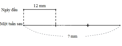 Toán lớp 3 trang 85 - Mi-li-mét - SGK Kết nối tri thức 10