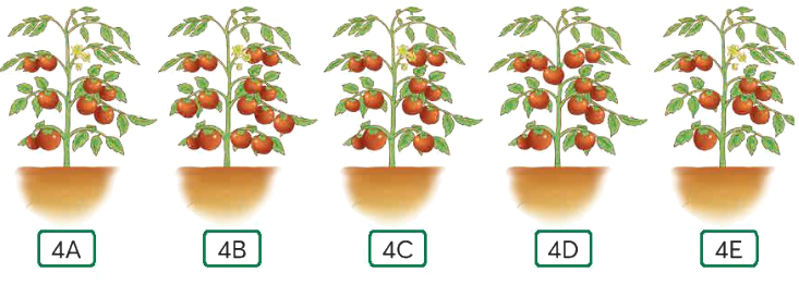 Toán lớp 4 trang 37 - Bài 16: Dãy số liệu - SGK Chân trời sáng tạo 1 1