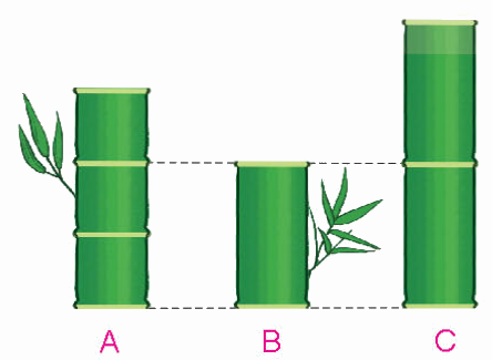 Toán lớp 4 trang 87 - Bài 63: Phép nhân phân số - SGK Kết nối tri thức 12