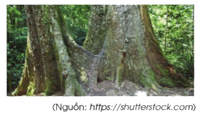 Toán lớp 5 Bài 21. Héc-ta - SGK cánh diều 2