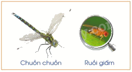 Toán lớp 5 Bài 28. Nhân một số thập phân với 10, 100, 1 000, ... - SGK cánh diều 1 1